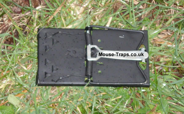 metal mouse trap